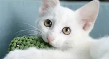 Név egy fehér cica